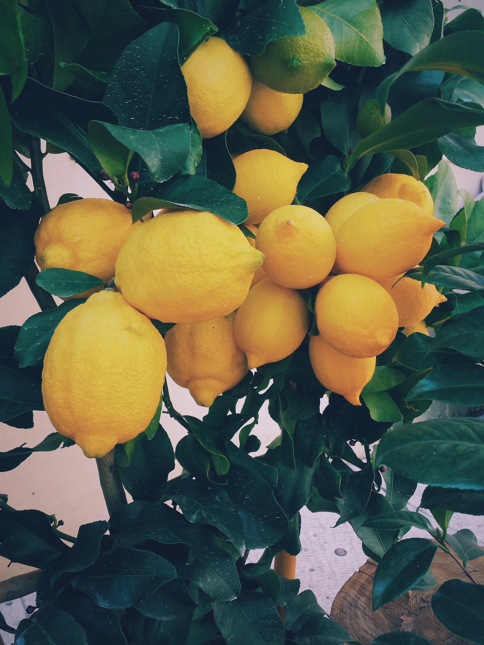 citrus garden