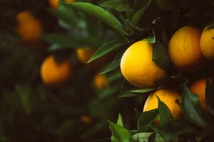 Autumn Citrus Success: Healthy Soil and Sea Minerals
