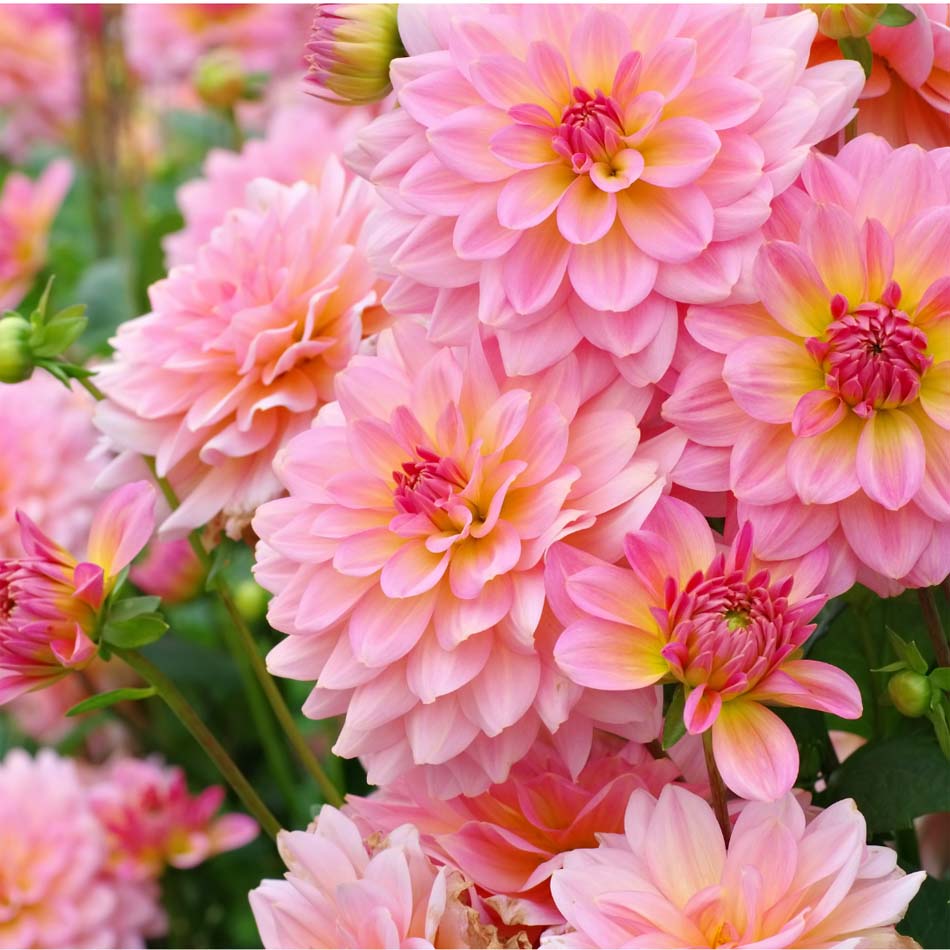 5. Dahlias