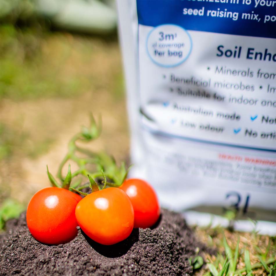 4. Planting New Vegetables and Tomatoes