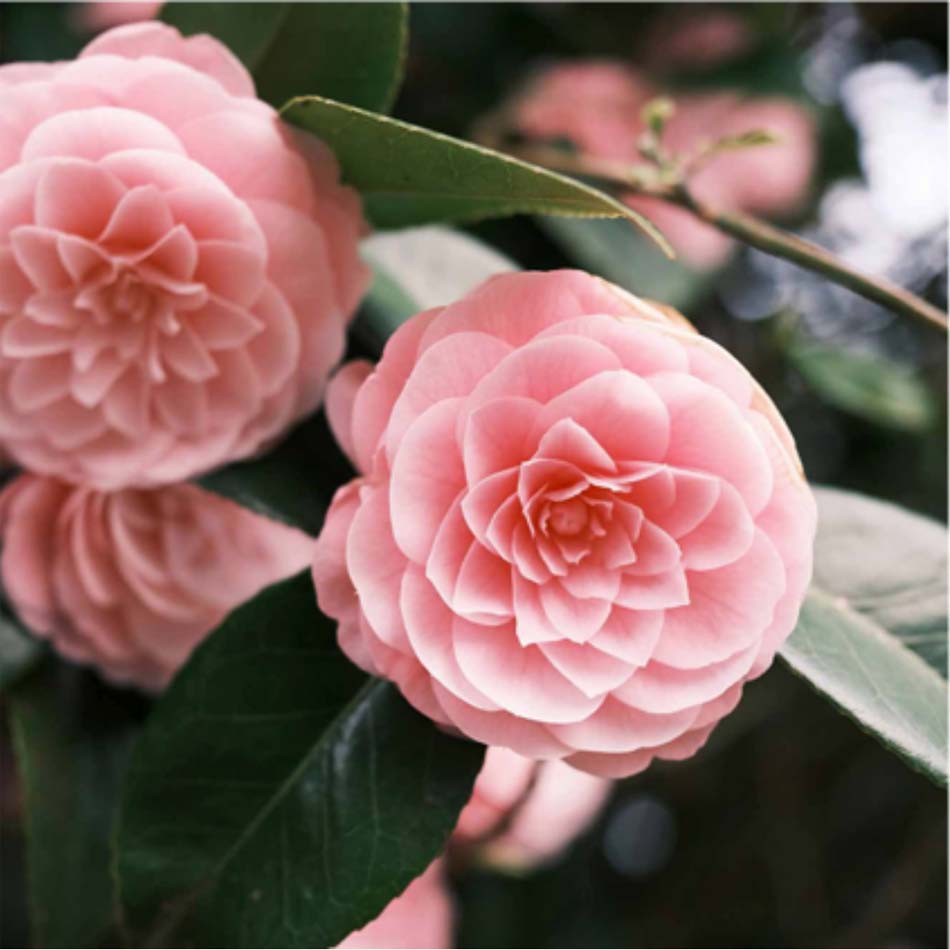 3. Camellias