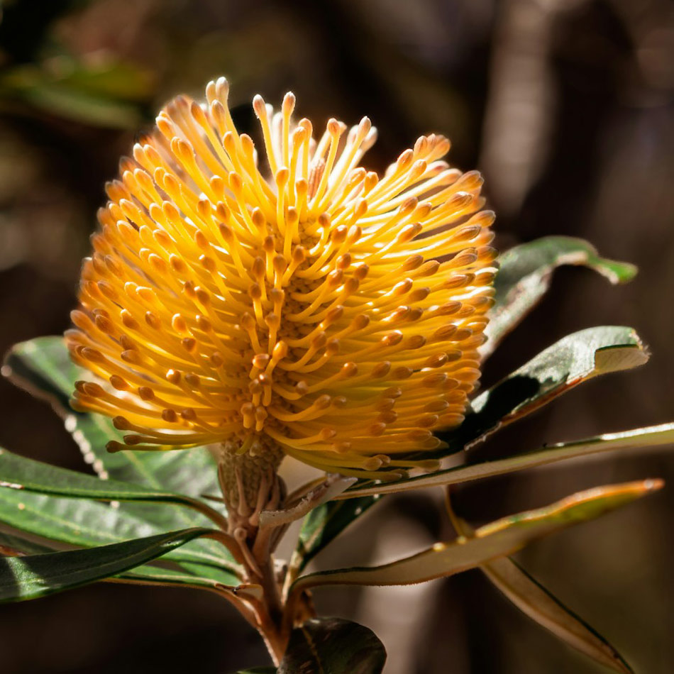 banksia native flower