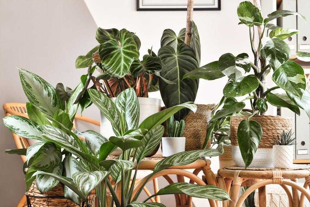 Spring Plant Care Guide: Bring Your Indoor Plants Back to Life