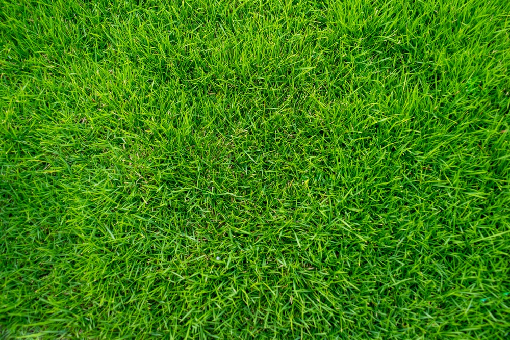 Love Your Lawn (a Little Longer) with Ocean2Earth