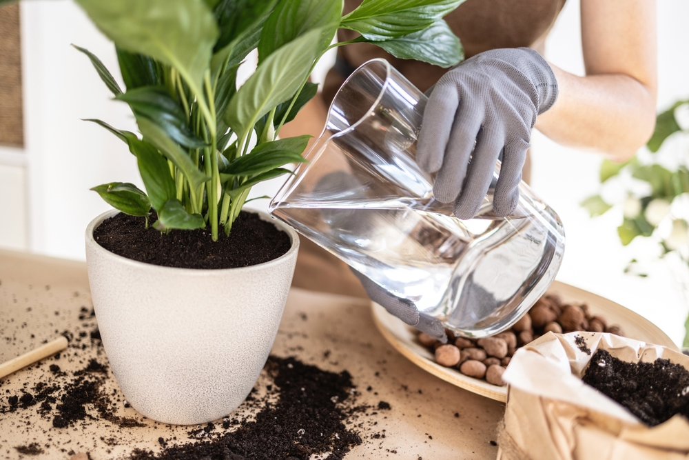 Don't Forget Your Indoor Potted Pals! Use Ocean2Earth soil enhancer