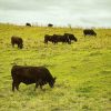 Minerals, Agriculture, Fertiliser, NSW