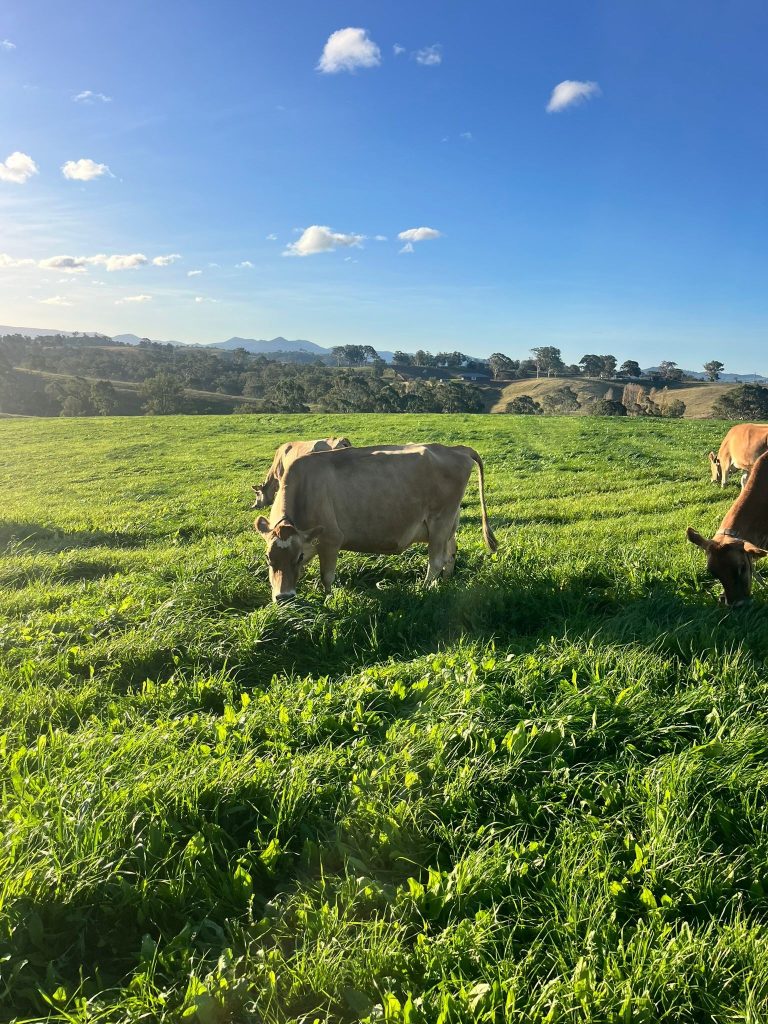 Case Study: Toad's Farm Bega Valley