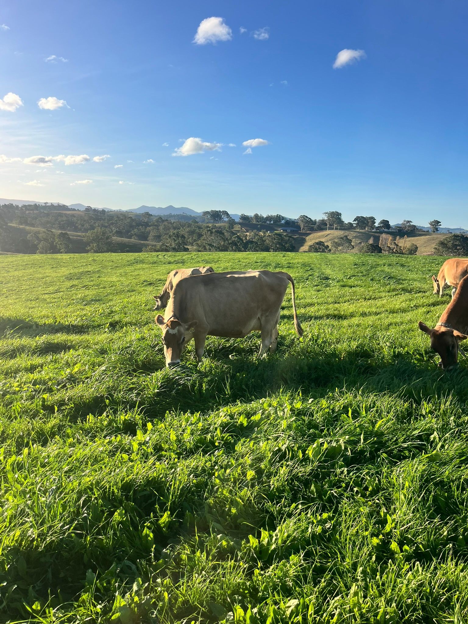 Cows 1