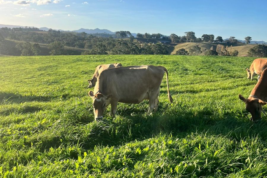 O2E Toad's Farm cows
